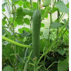 Огурец Микула F1 цв.п 0,25гр ЕвроСемена