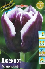 Тюльпан Джекпот (Триумф) Color Line