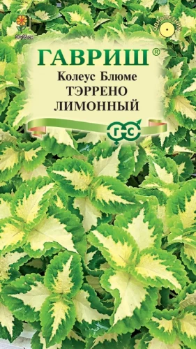 Колеус Блюме Тэррено Лимонный цв.п 4шт Гавриш