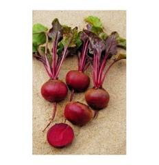 Свёкла Камаро F1 цв.п 1гр Престиж