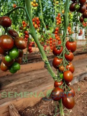 Томат Гранатовая Капля цв.п 10шт Медведев