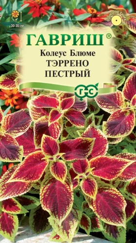 Колеус Тэррено Пёстрый цв.п 4шт Гавриш