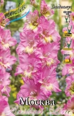 Гладиолус Москва Colorline