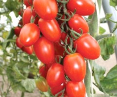 Томат Спрут Сливка F1 цв.п 0,03гр СеДек