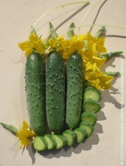 Огурец Настоящий Полковник F1 ПК цв.п 10шт Манул