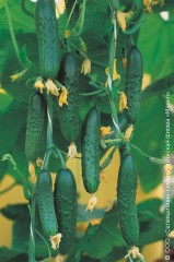 Огурец Настоящий Полковник F1 ПК цв.п 10шт Манул