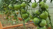 Томат Ивановский Зеленый цв.п 10шт Медведев