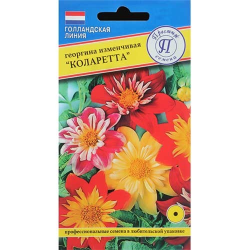 Георгина Коларетта цв.п 12шт Престиж