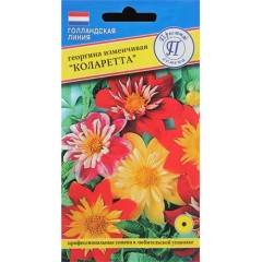 Георгина Коларетта цв.п 12шт Престиж