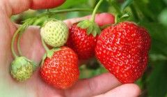 Клубника Фреска F1 (Земляника садовая) цв.п 15шт СеДек