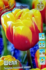 Тюльпан Шелл (Махровый Ранний) Color Line