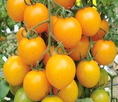 Томат Спрут Сливка Оранжевая F1 цв.п 0,03гр СеДек