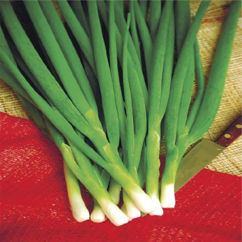 Лук батун Апрельский мет.п.0,5гр Удачные Семена