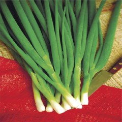 Лук батун Апрельский мет.п.0,5гр Удачные Семена