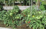 Томат Монгольский Карлик цв.п 10шт Медведев