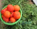 Томат Монгольский Карлик цв.п 10шт Медведев