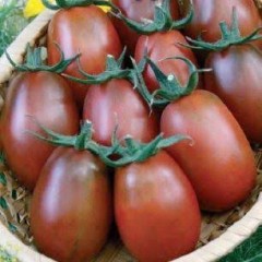 Томат Спрут Сливка Шоколадная F1 цв.п 0,03гр СеДек