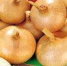 Лук репч. Скороспелка цв.п 0,3гр СеДек