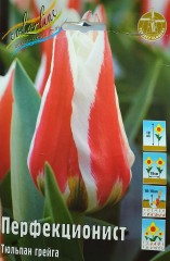Тюльпан Перфекционист (Грейга) Color Line