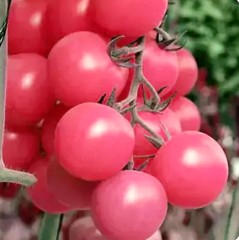 Томат Спрут Черри Малиновый F1 цв.п 0,03гр СеДек