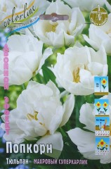 Тюльпан Попкорн (Махровый Суперкарлик) Color Line