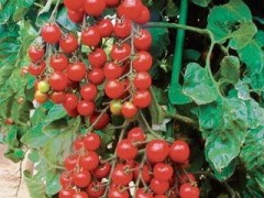 Томат Спрут Черри F1 цв.п 0,03гр СеДек