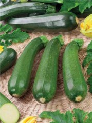 Кабачок Цукеша цв.п 2гр Аэлита