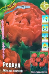 Тюльпан Редвуд (Поздний) Color Line