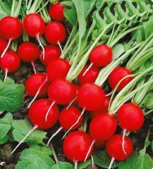 Редис Черриэт F1 цв.п 80шт НК Русский Огород
