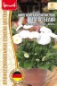 Маргаритка Тассо Белая компактная (Tasso White) цв.п 5шт ИП Григорьев