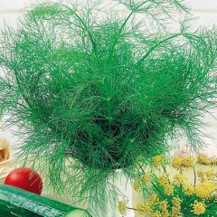 Укроп Кибрай цв.п 2гр СеДек