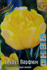 Тюльпан Секрет Парфюм (Махровый Ранний) Color Line