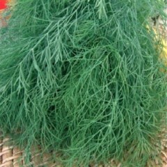 Укроп Кустистый цв.п 2гр СеДек