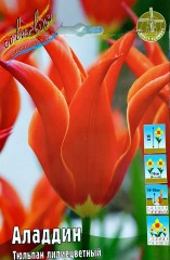 Тюльпан Алладин (Лилиецветный) Color Line