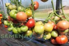 Томат Гном Розовый Тяжеловес цв.п 10шт Медведев