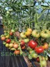Томат Гном Розовый Тяжеловес цв.п 10шт Медведев