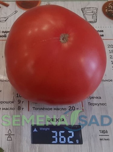 Томат Гном Розовый Тяжеловес цв.п 10шт Медведев