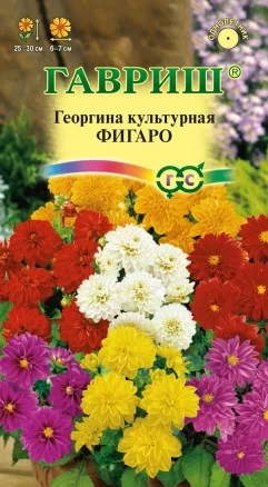 Георгина Фигаро цв.п 10шт Гавриш