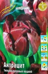 Тюльпан Антрацит (Махровый Поздний) Color Line
