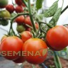 Томат Домашний цв.п 10шт Медведев