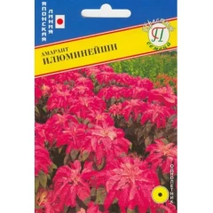 Амарант Илюминейшн цв.п 25шт Престиж