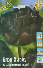 Тюльпан Блек Хироу (Махровый Поздний) Color Line