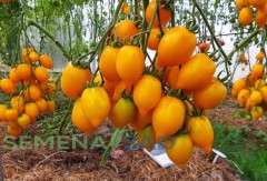Томат Лимон Лиана цв.п 10шт Медведев