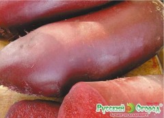 Свёкла Мона цв.п 2гр НК Русский Огород