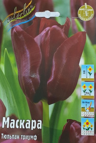 Тюльпан Маскара (Триумф) Color Line