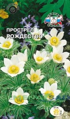 Прострел Рождество цв.п 1гр СеДек