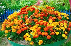 Бархатцы Хэппи карликовые, смесь сортов цв.п 7шт Аэлита