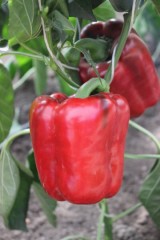 Перец Звезда Востока Красная F1 цв.п 0.1гр СеДек