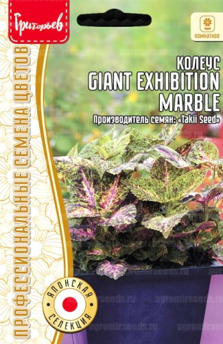 Колеус Giant Exhibition Marble цв.п 3шт ИП Григорьев