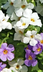 Бакопа Бело-Голубые Вершины цв.п 3шт Сортсемовощ